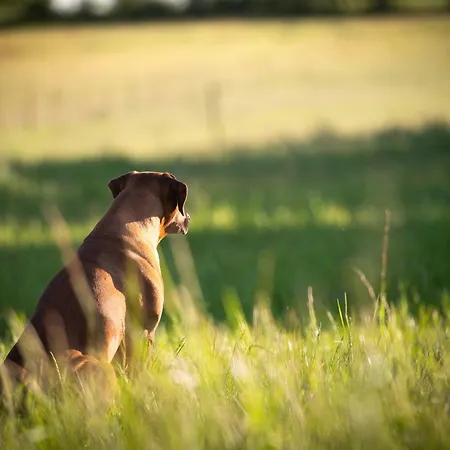 ベッド・アンド・ブレックファスト Domaine De La Briouse Sanxay