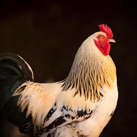 Domaine De La Briouse