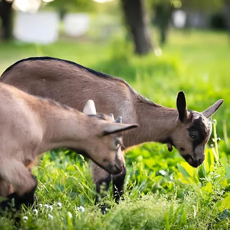 Domaine De La Briouse ベッド・アンド・ブレックファスト Sanxay