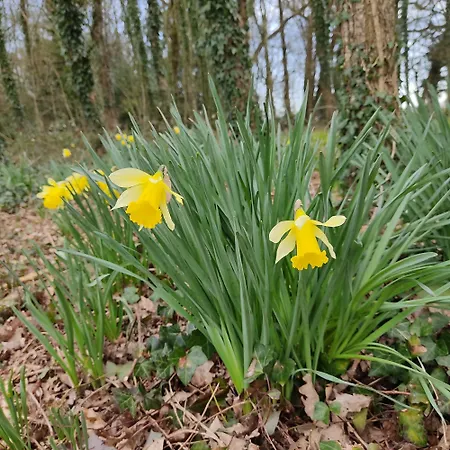 ベッド・アンド・ブレックファスト Domaine De La Briouse 3*