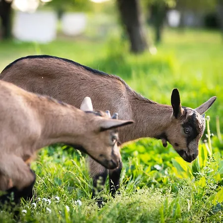 Domaine De La Briouse 3*