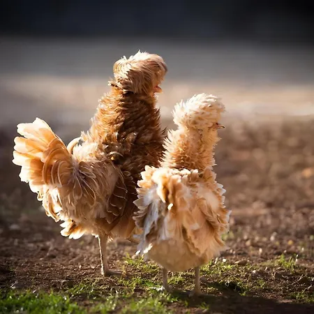 Domaine De La Briouse